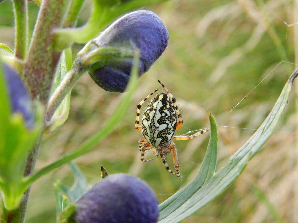 Aculepeira ceropegia